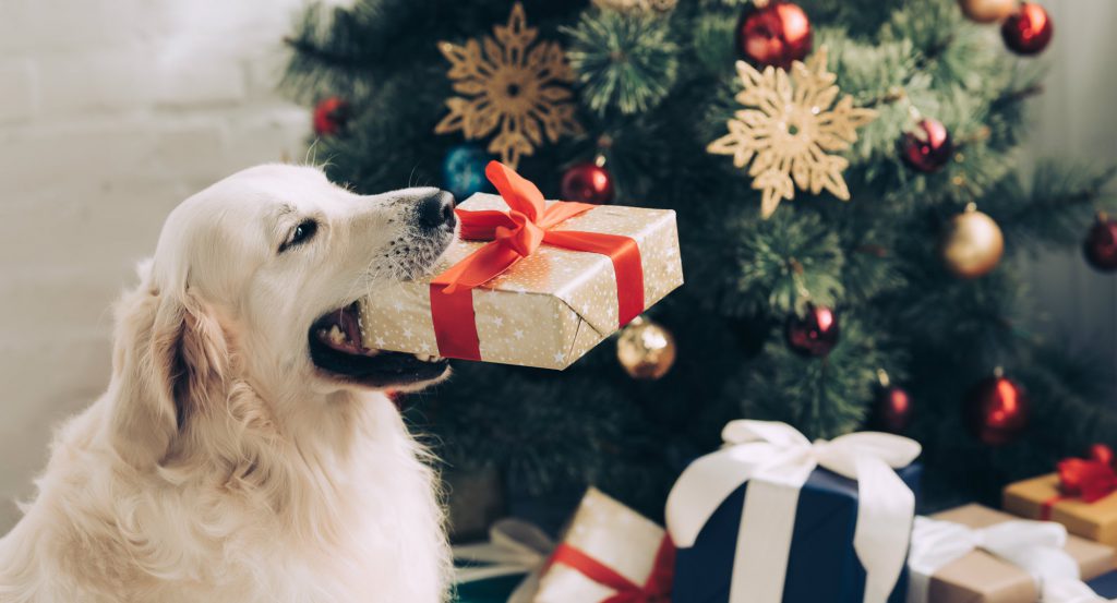 8 Gift Ideas For Your Pet 