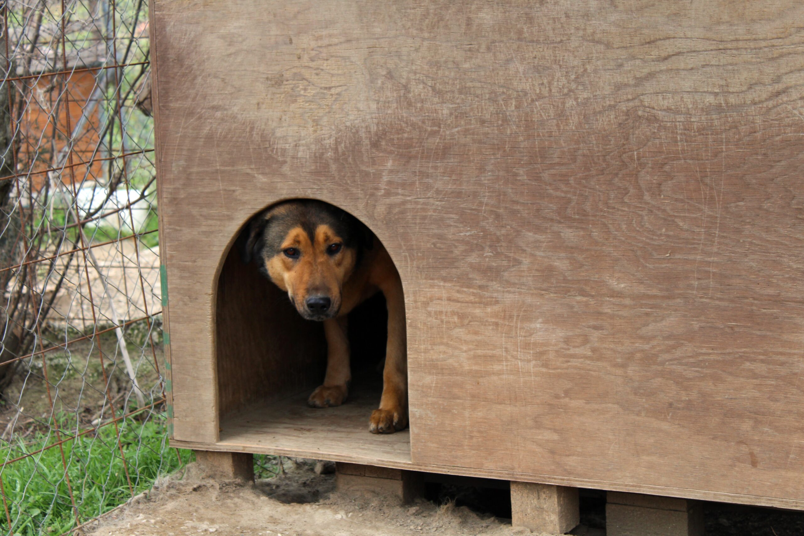 Debunking Shelter Pet Adoption Myths